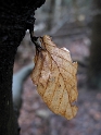 Blatt IMG_0159 Kopie